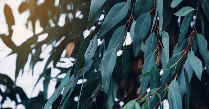 NAD+, Lipo-B12, B-12 Injections, and Glutathione 